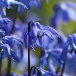 Scilla Siberica, Siberian Squill